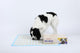 PetsWorld NEW 36x36 Inch Health Monitoring Dog Pee Pads