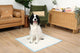 PetsWorld NEW 36x36 Inch Health Monitoring Dog Pee Pads