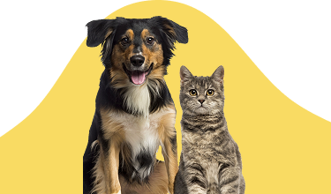 Unlock Tail-Wagging Deals