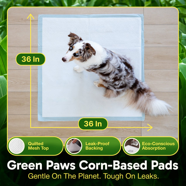 GreenPaws™ Gigantic (36x36 inch) Premium Corn-Based Eco Conscious Dog Pads_