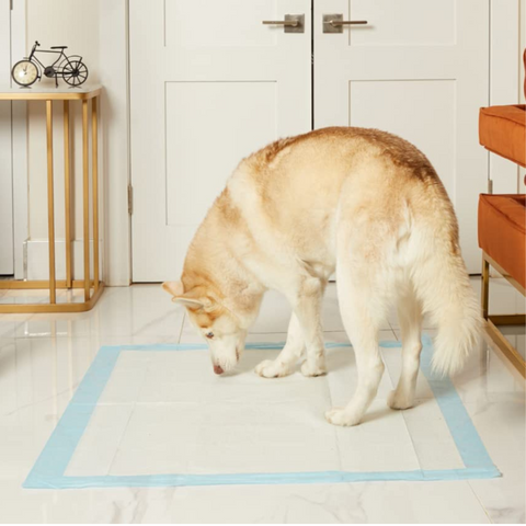 Wholesale Extra Large Dog Training & Potty Pads (30x36 inch) – PetsWorld
