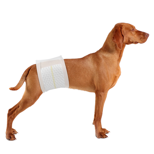 PetsWorld Disposable Dog Wraps for Male Dogs, Adjustable, Super Absorbent Diapers