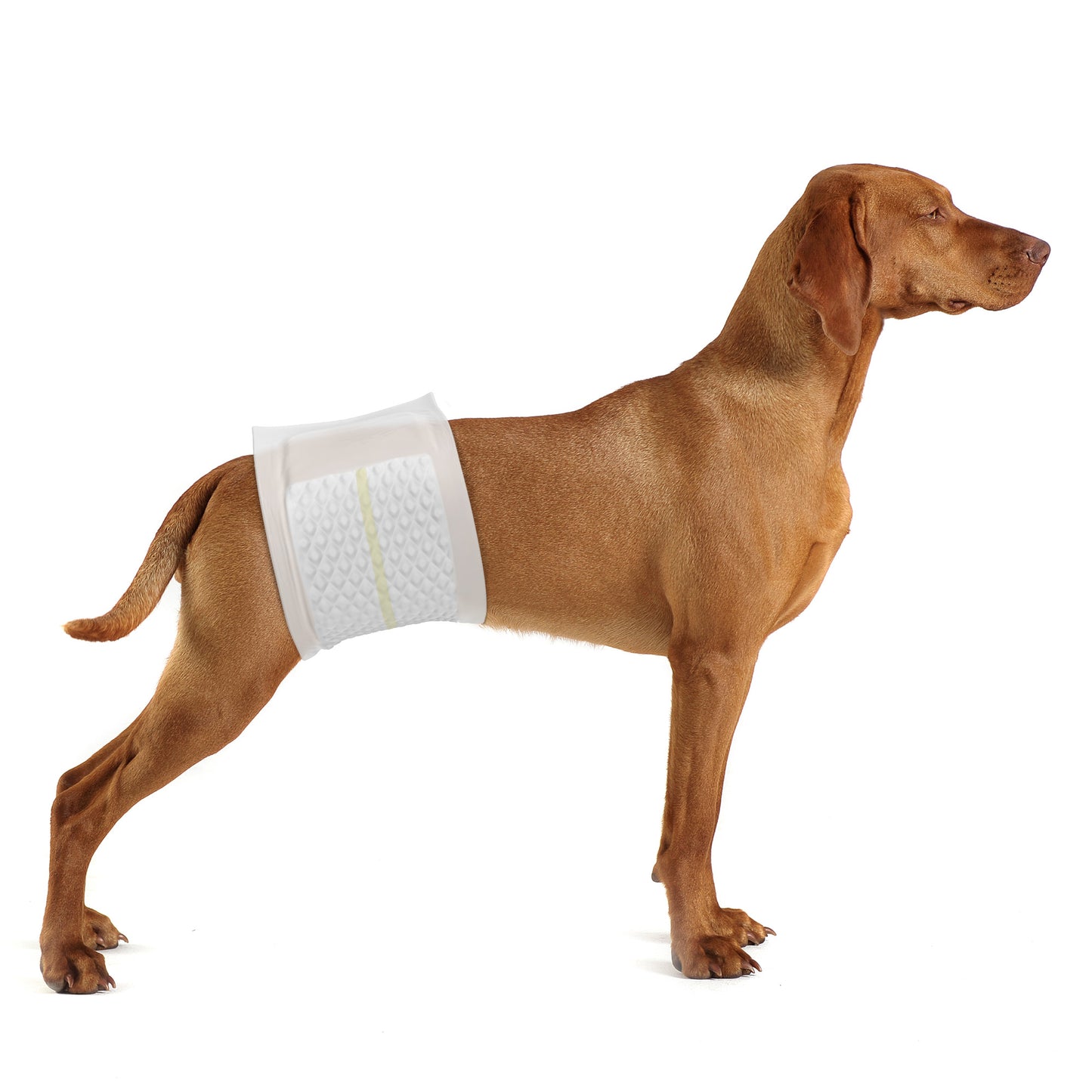 PetsWorld Disposable Dog Wraps for Male Dogs, Adjustable, Super Absorbent Diapers_